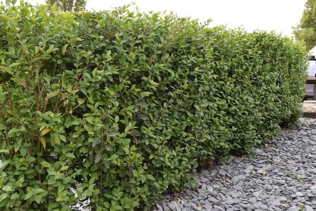 Ligustrum ovalifolium 60-80 cm